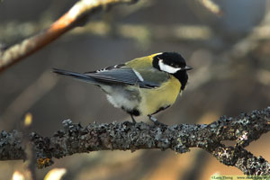 Talgoxe, Parus major